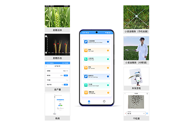 北海市小麦表型测量仪IN-XM05